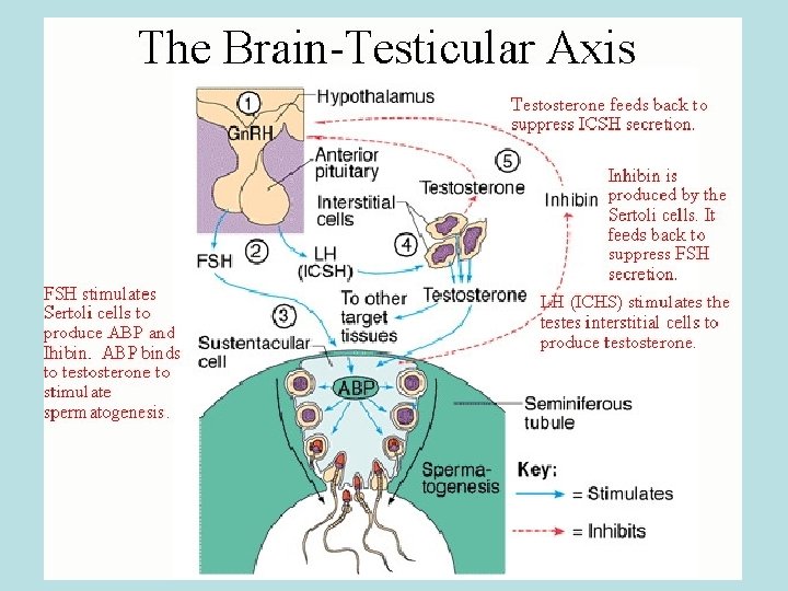 Asse cervello testicolo 