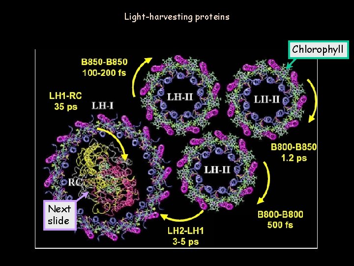 Light-harvesting proteins Chlorophyll Next slide Wed. Apr. 11, 2006 Phy 107 Lecture 30 22