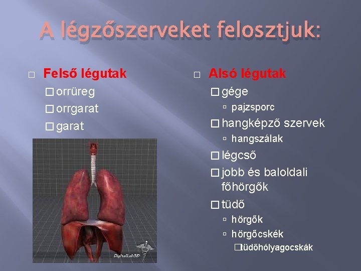 A légzőszerveket felosztjuk: � Felső légutak � orrüreg � orrgarat � Alsó légutak �