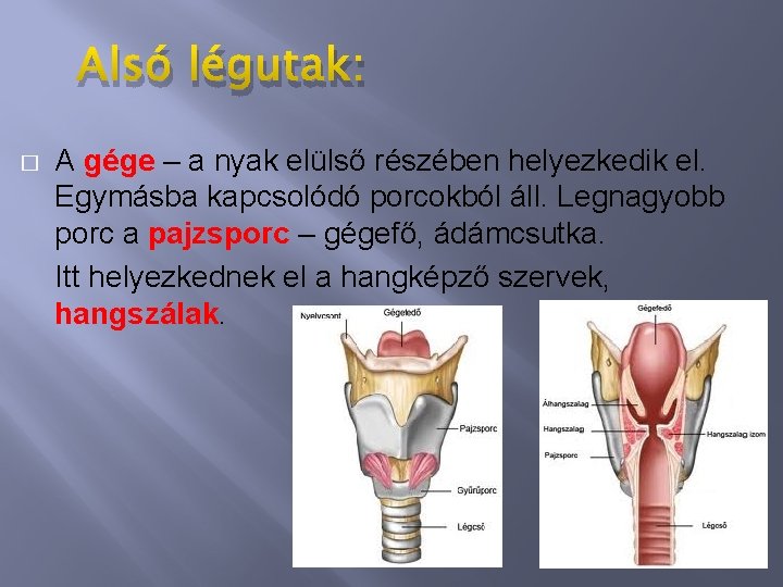 Alsó légutak: � A gége – a nyak elülső részében helyezkedik el. Egymásba kapcsolódó