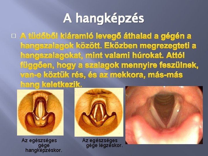 A hangképzés � A tüdőből kiáramló levegő áthalad a gégén a hangszalagok között. Eközben