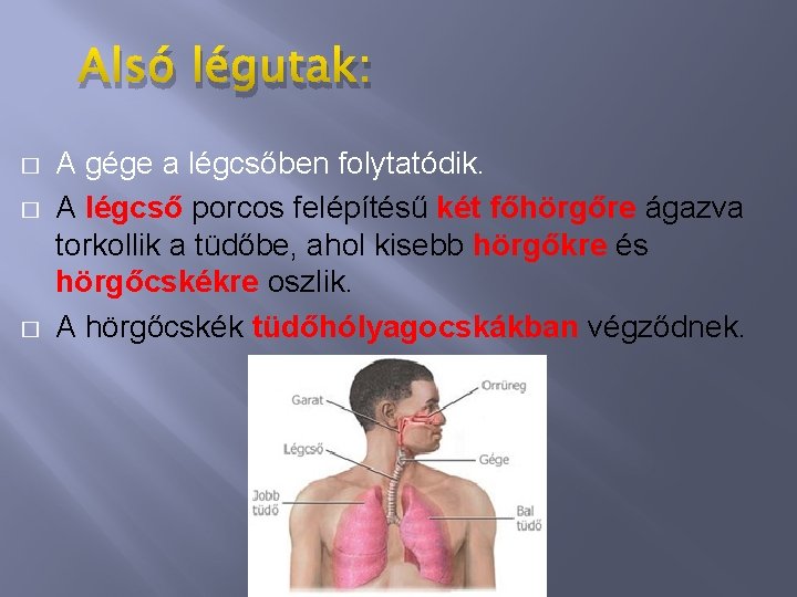 Alsó légutak: � � � A gége a légcsőben folytatódik. A légcső porcos felépítésű