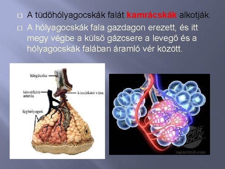 � � A tüdőhólyagocskák falát kamrácskák alkotják. A hólyagocskák fala gazdagon erezett, és itt