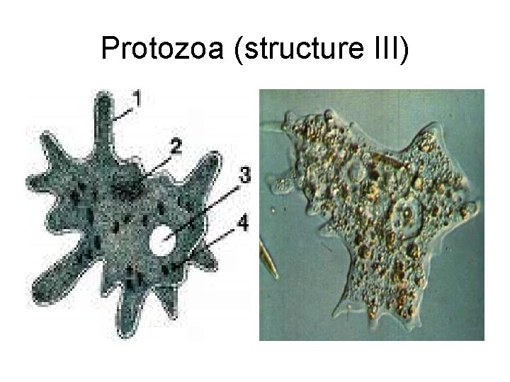 Protozoa (structure III) 