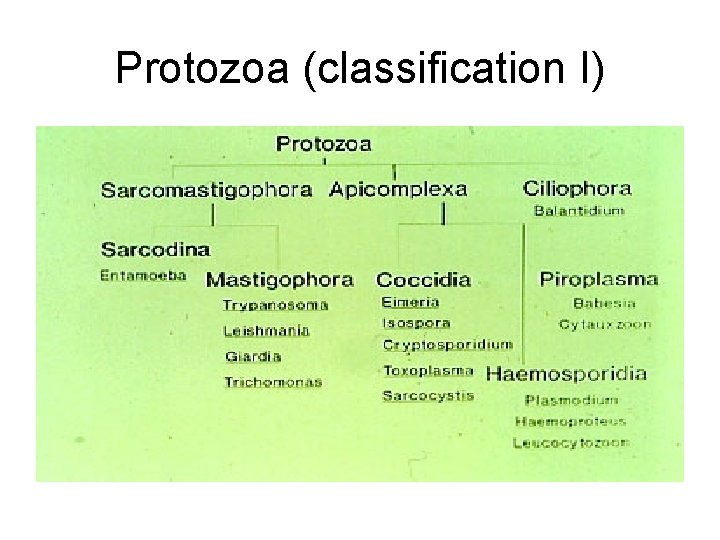 Protozoa (classification I) 