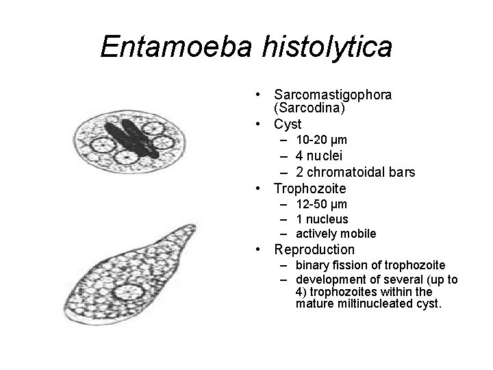 Entamoeba histolytica • Sarcomastigophora (Sarcodina) • Cyst – 10 -20 μm – 4 nuclei