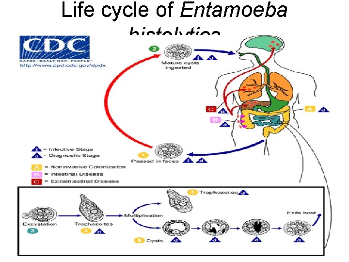 Life cycle of Entamoeba histolytica 