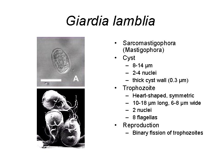 Giardia lamblia • Sarcomastigophora (Mastigophora) • Cyst – 8 -14 μm – 2 -4