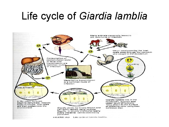 Life cycle of Giardia lamblia 