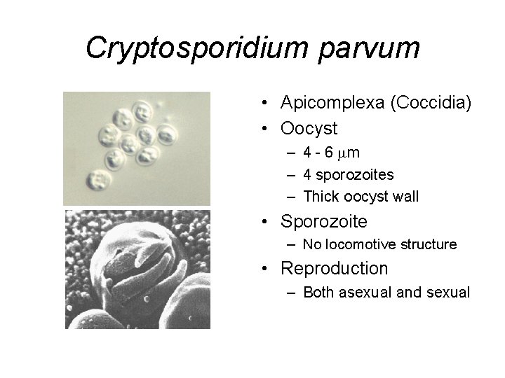 Cryptosporidium parvum • Apicomplexa (Coccidia) • Oocyst – 4 - 6 m – 4