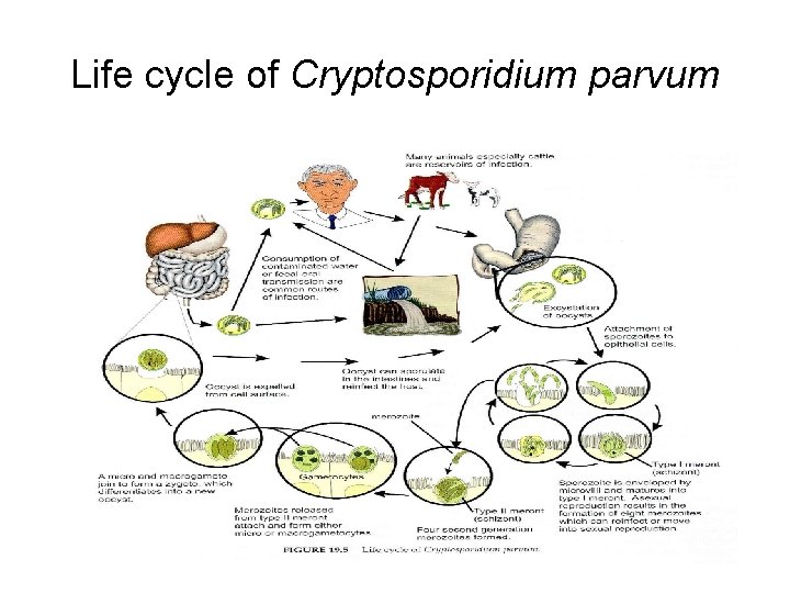 Life cycle of Cryptosporidium parvum 