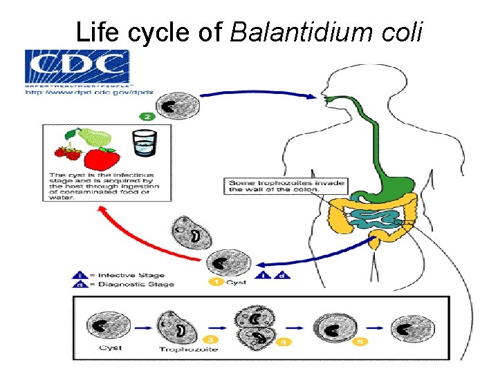 Life cycle of Balantidium coli 