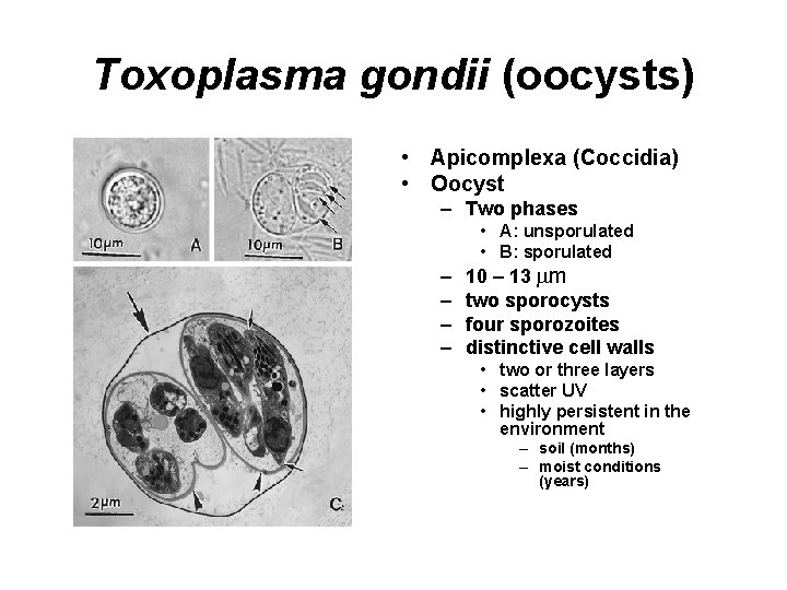Toxoplasma gondii (oocysts) • Apicomplexa (Coccidia) • Oocyst – Two phases • A: unsporulated