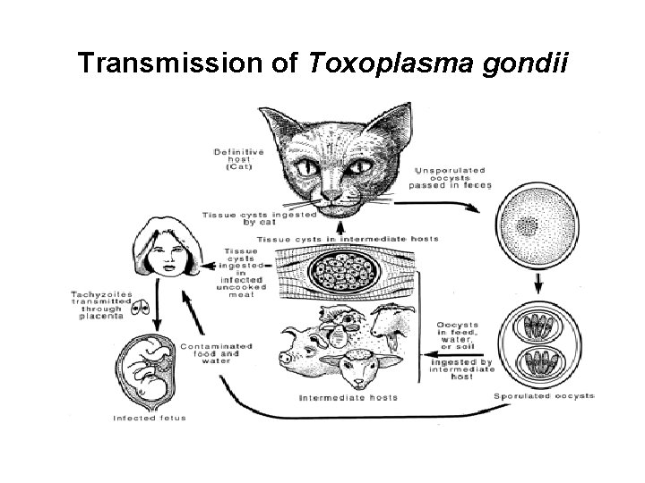 Transmission of Toxoplasma gondii 