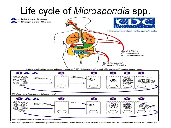 Life cycle of Microsporidia spp. 