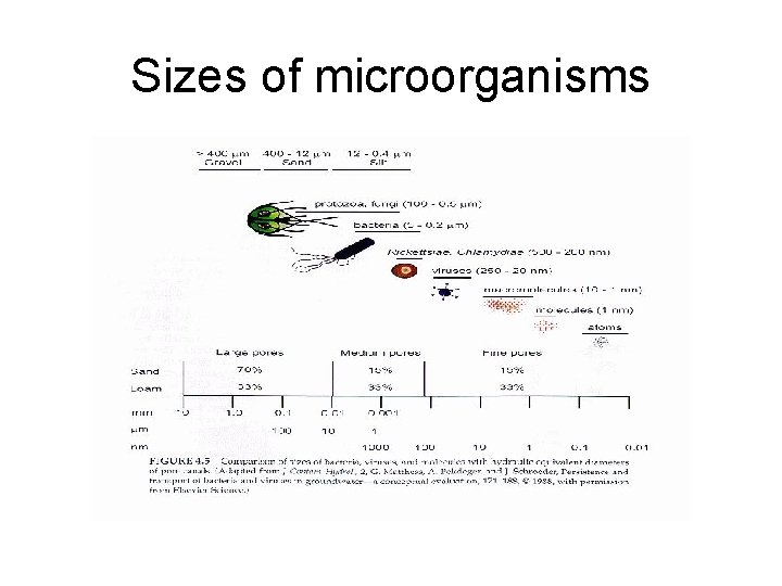 Sizes of microorganisms 
