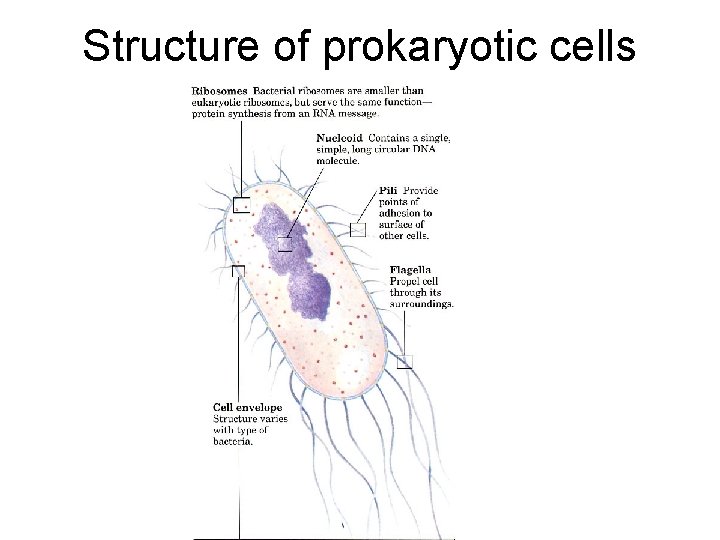 Structure of prokaryotic cells 