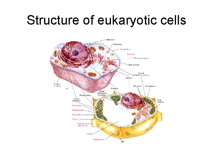 Structure of eukaryotic cells 