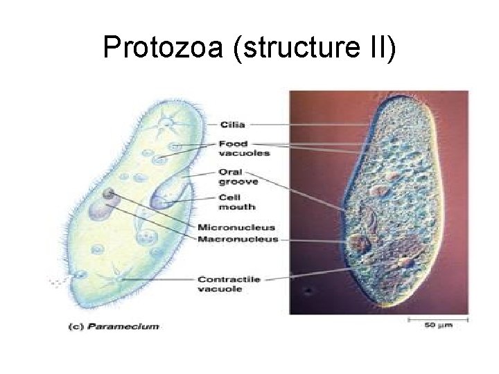 Protozoa (structure II) 
