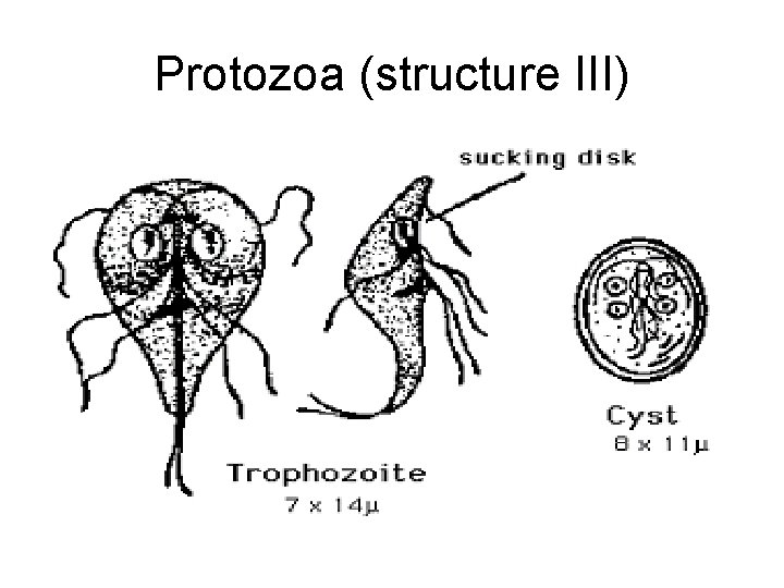 Protozoa (structure III) 