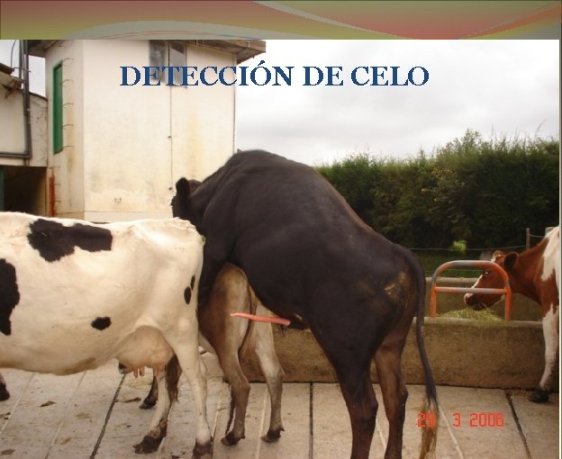 DETECCIÓN DE CELO 