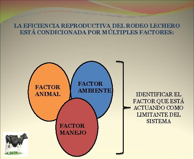 LA EFICIENCIA REPRODUCTIVA DEL RODEO LECHERO ESTÁ CONDICIONADA POR MÚLTIPLES FACTORES: FACTOR ANIMAL FACTOR