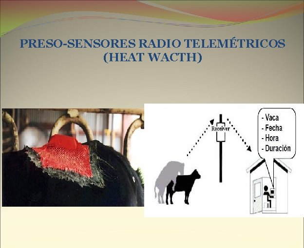 PRESO-SENSORES RADIO TELEMÉTRICOS (HEAT WACTH) 