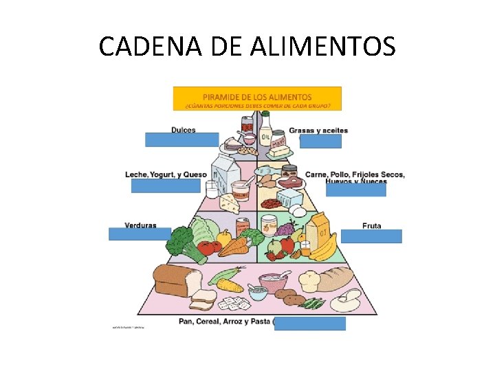 CADENA DE ALIMENTOS 