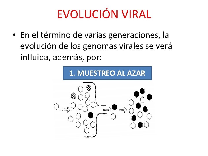 EVOLUCIÓN VIRAL • En el término de varias generaciones, la evolución de los genomas