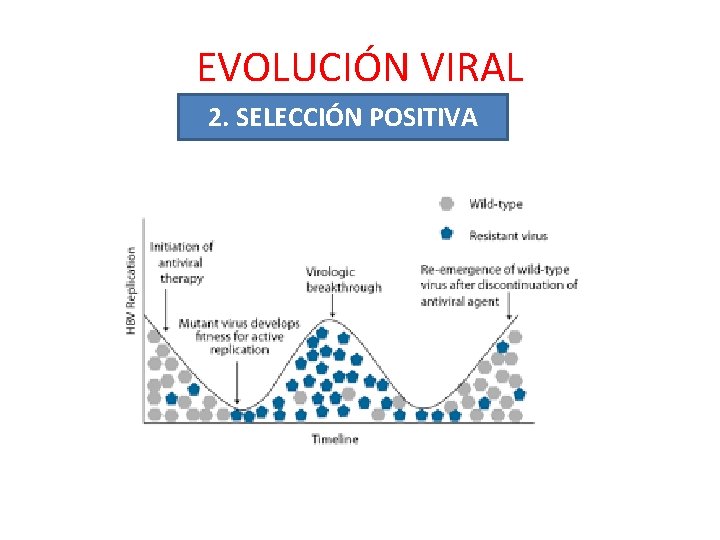 EVOLUCIÓN VIRAL 2. SELECCIÓN POSITIVA 