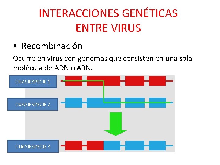 INTERACCIONES GENÉTICAS ENTRE VIRUS • Recombinación Ocurre en virus con genomas que consisten en