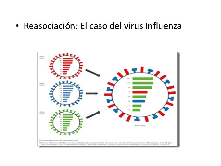  • Reasociación: El caso del virus Influenza 