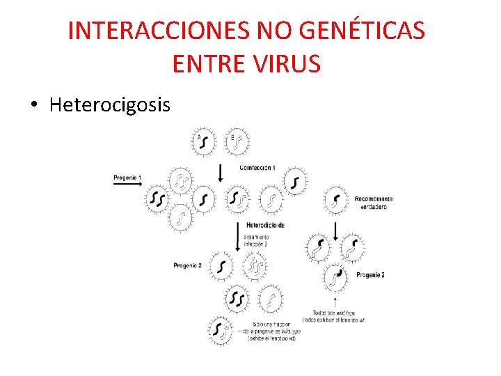 INTERACCIONES NO GENÉTICAS ENTRE VIRUS • Heterocigosis 