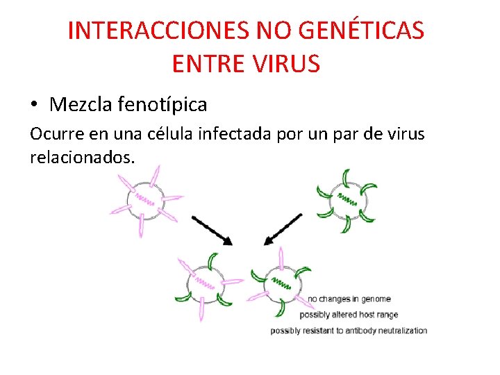 INTERACCIONES NO GENÉTICAS ENTRE VIRUS • Mezcla fenotípica Ocurre en una célula infectada por