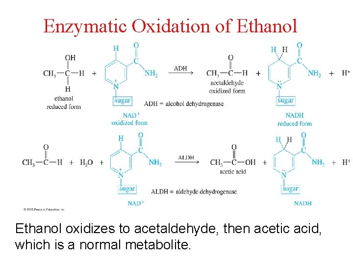Enzymatic Oxidation of Ethanol oxidizes to acetaldehyde, then acetic acid, which is a normal