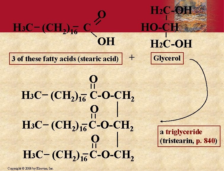 H 2 C-OH HO-CH H 2 C-OH O H 3 C (CH 2)16 C