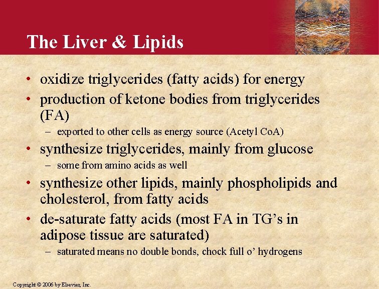 The Liver & Lipids • oxidize triglycerides (fatty acids) for energy • production of