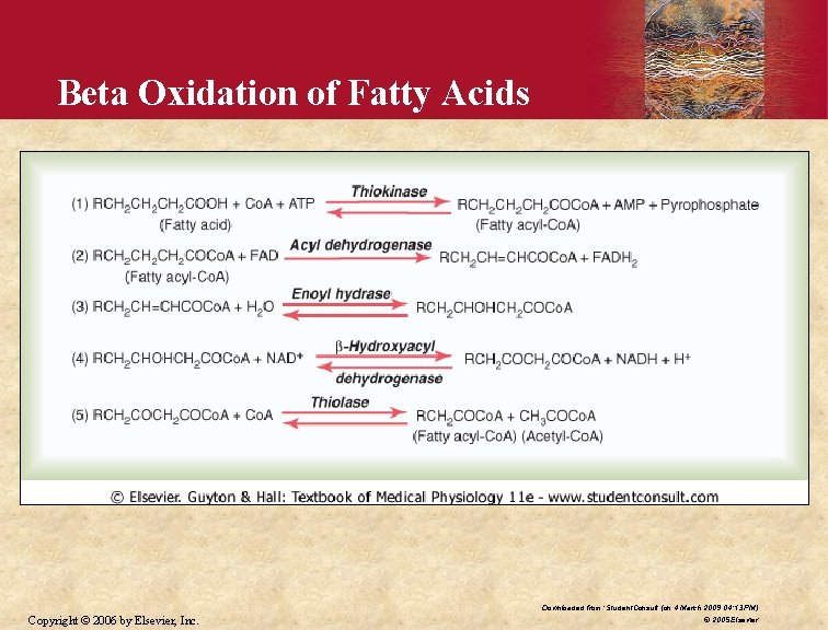 Beta Oxidation of Fatty Acids Downloaded from: Student. Consult (on 4 March 2009 04: