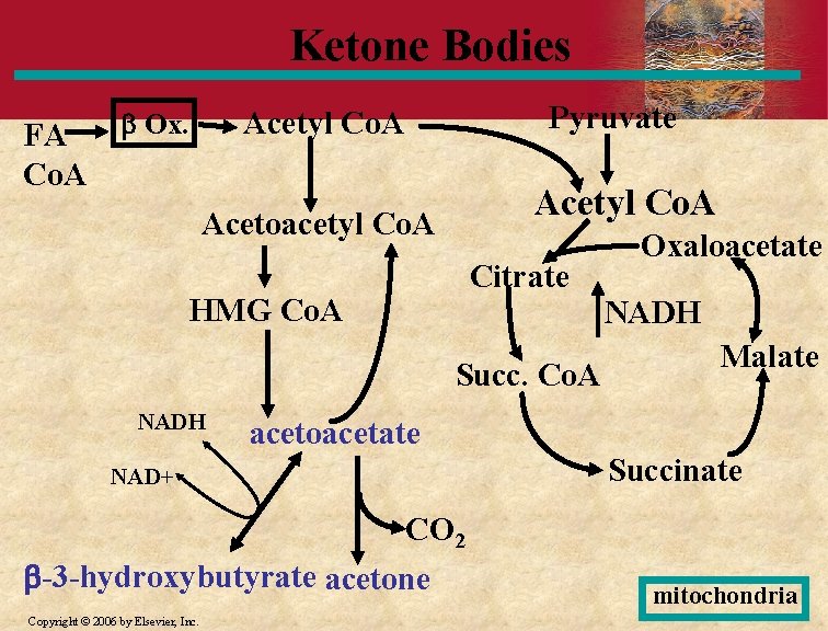Ketone Bodies FA Co. A Ox. Pyruvate Acetyl Co. A Acetoacetyl Co. A Citrate