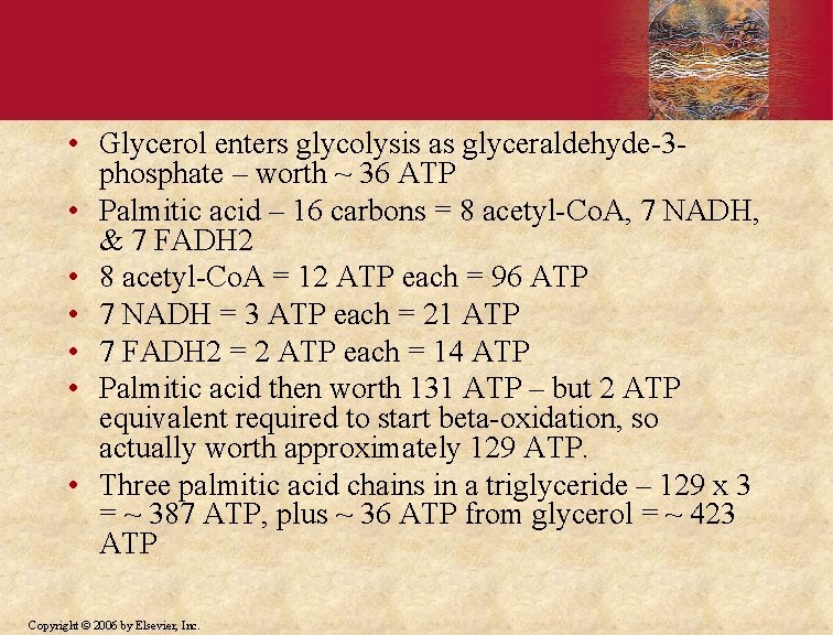  • Glycerol enters glycolysis as glyceraldehyde-3 phosphate – worth ~ 36 ATP •