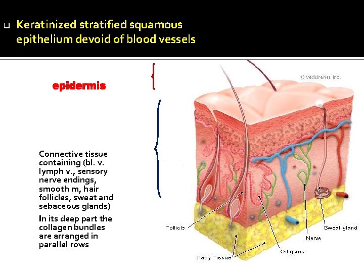 q Keratinized stratified squamous epithelium devoid of blood vessels Connective tissue containing (bl. v.