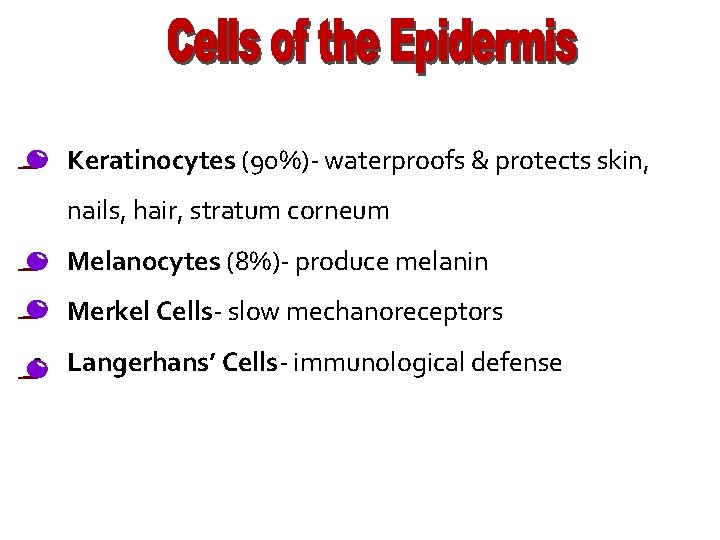  • Keratinocytes (90%)- waterproofs & protects skin, nails, hair, stratum corneum • Melanocytes