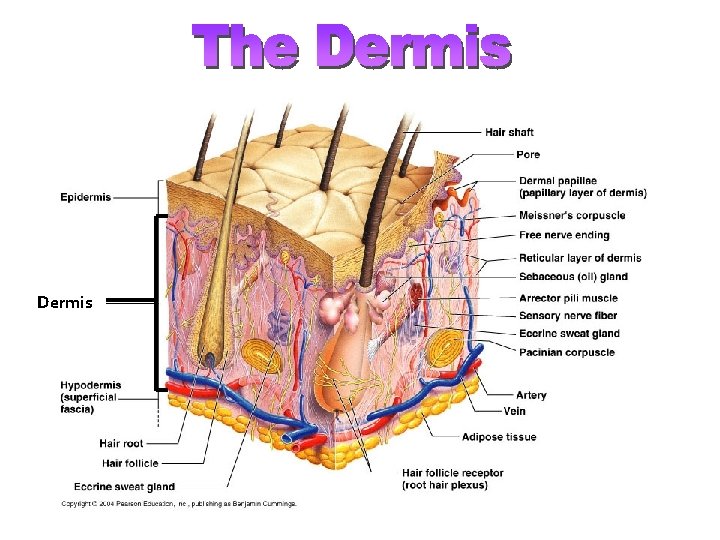 Dermis 