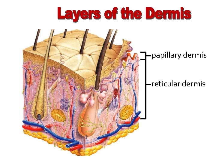 papillary dermis reticular dermis 