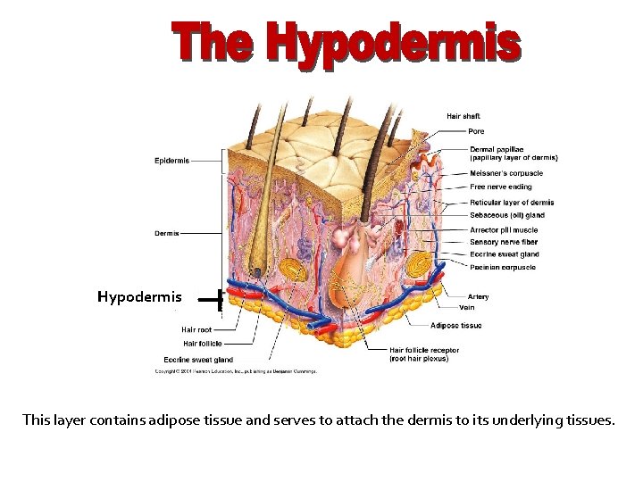 Hypodermis This layer contains adipose tissue and serves to attach the dermis to its