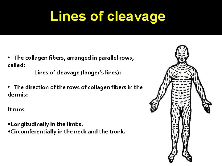 Lines of cleavage • The collagen fibers, arranged in parallel rows, called: Lines of