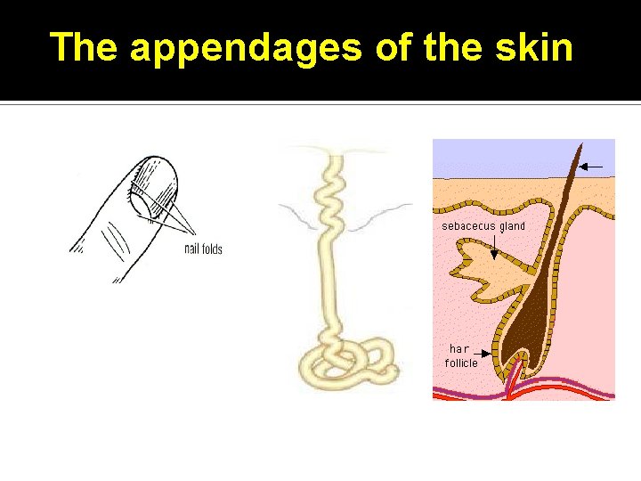 The appendages of the skin • Nails • Hairs • Sebaceous glands • Sweat