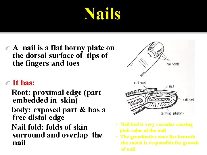 Nails A nail is a flat horny plate on the dorsal surface of tips