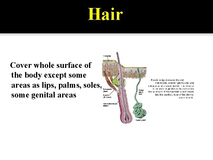 Hair Cover whole surface of the body except some areas as lips, palms, soles,