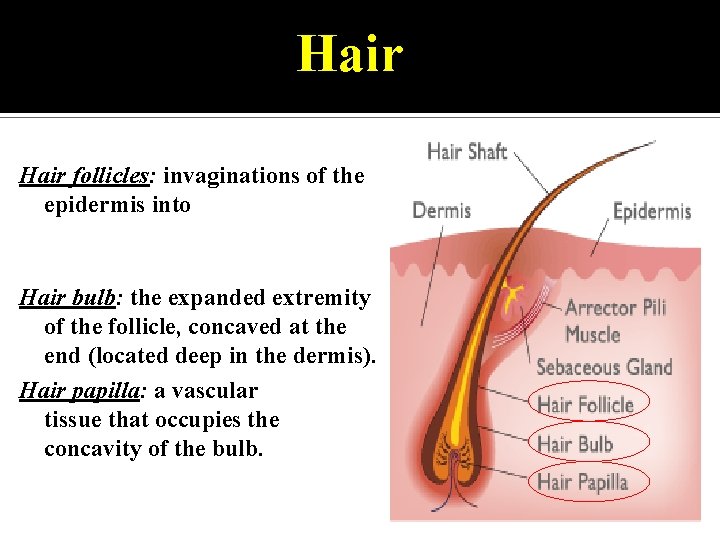 Hair follicles: invaginations of the epidermis into the dermis, the hair grows out of